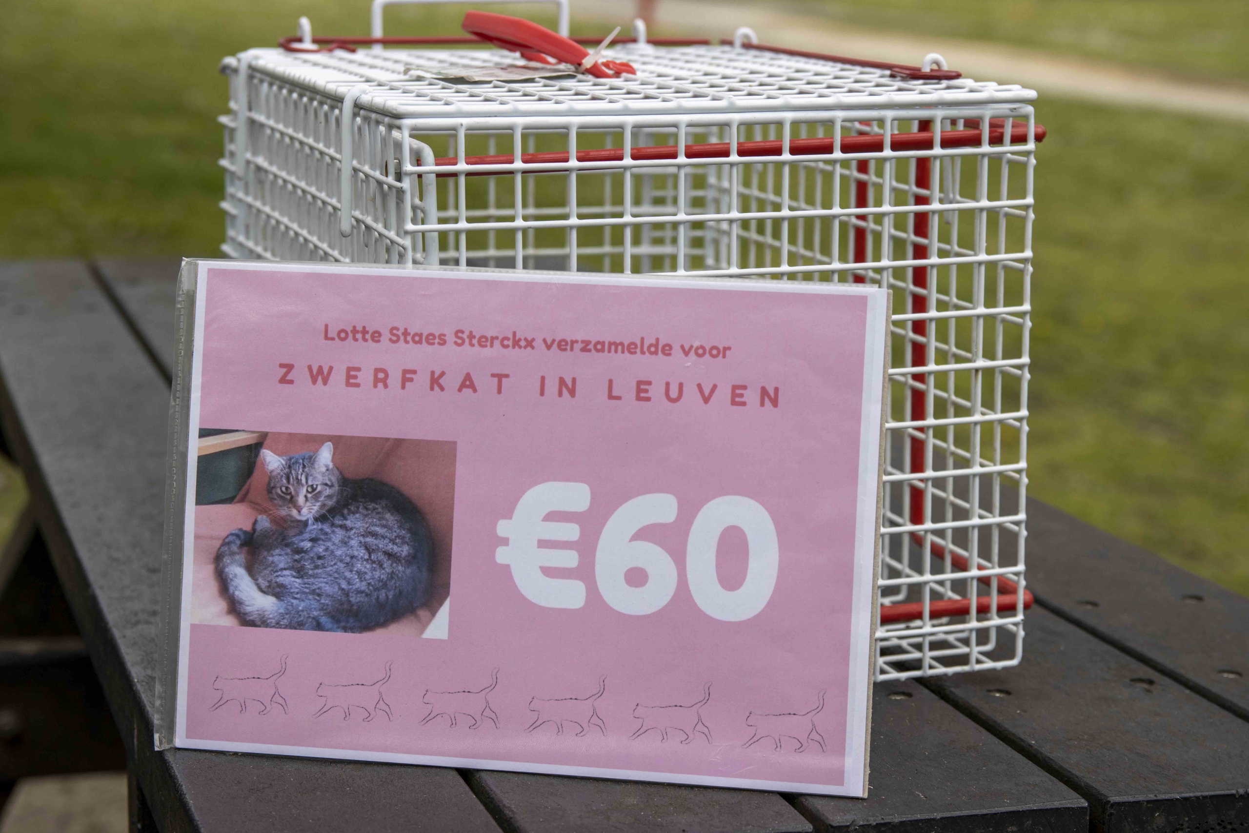 Student Lotte from Linden collects money for ZIL cats