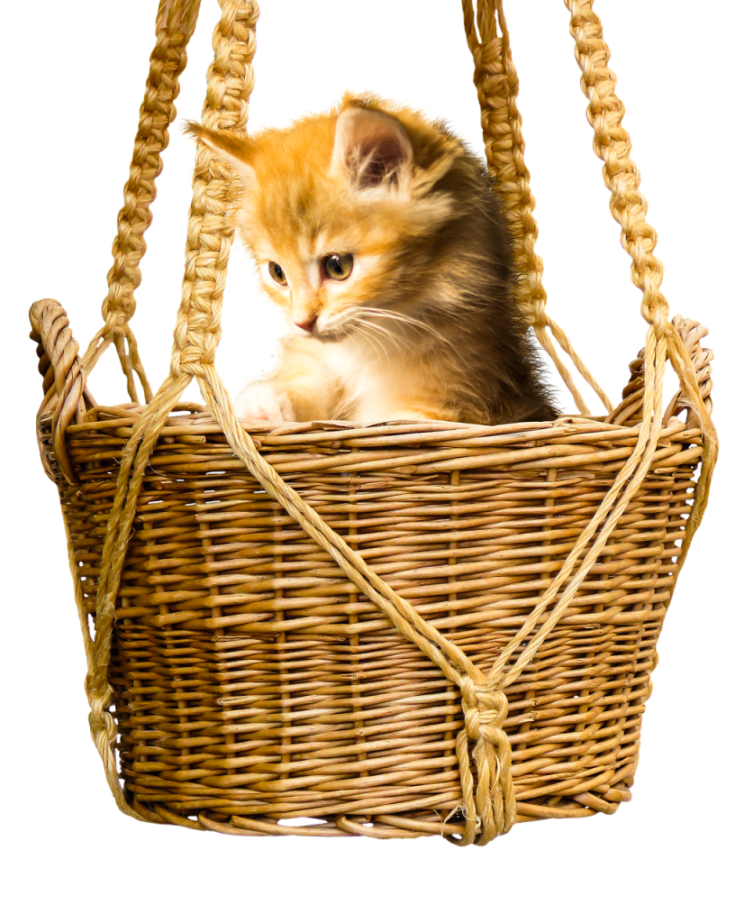 animal, cat, basket-3027886.jpg