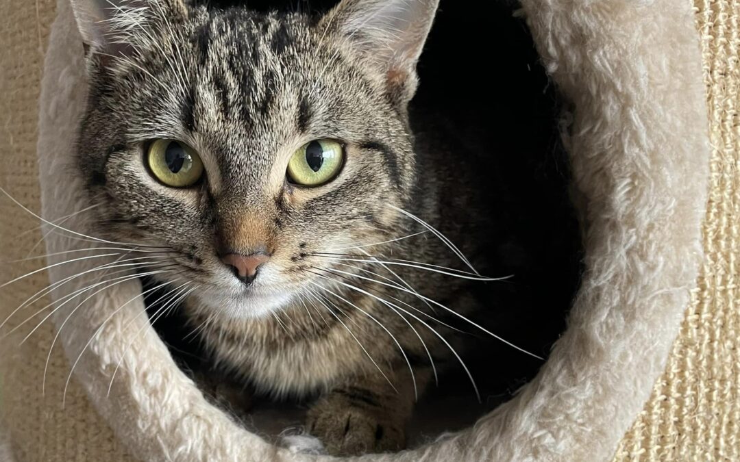 Zwerfkat in Leuven blaast 10 kaarsjes uit!