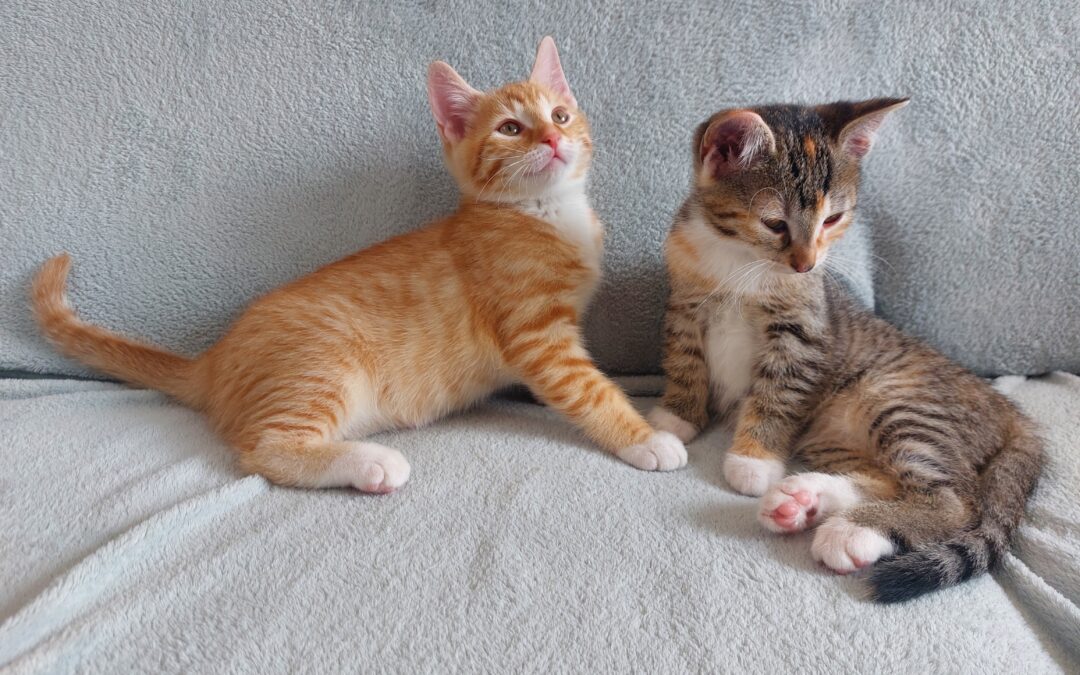 Laila en Bambam