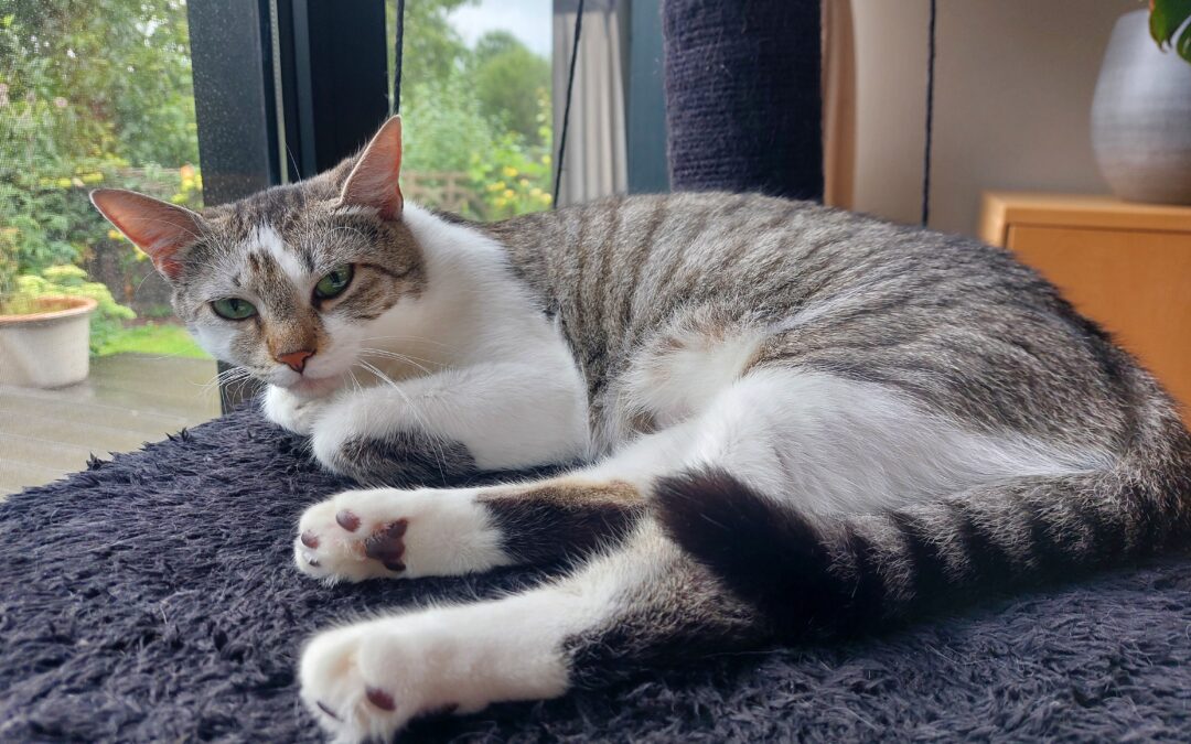 Nala