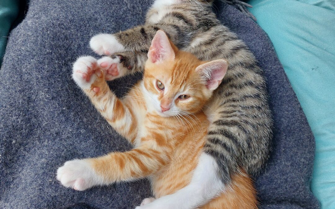 Sammy en Momo