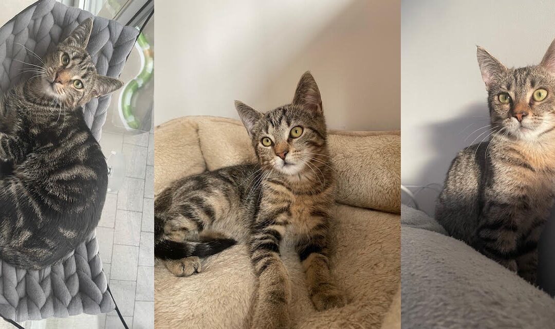 Basil en Ozzy en Frodo