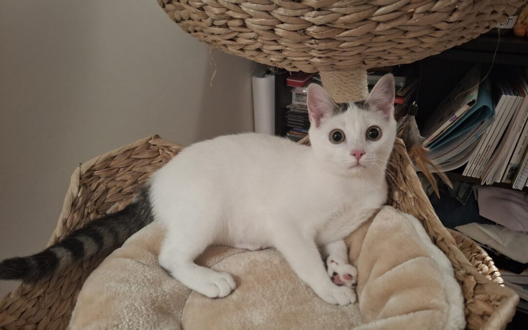 Kitty