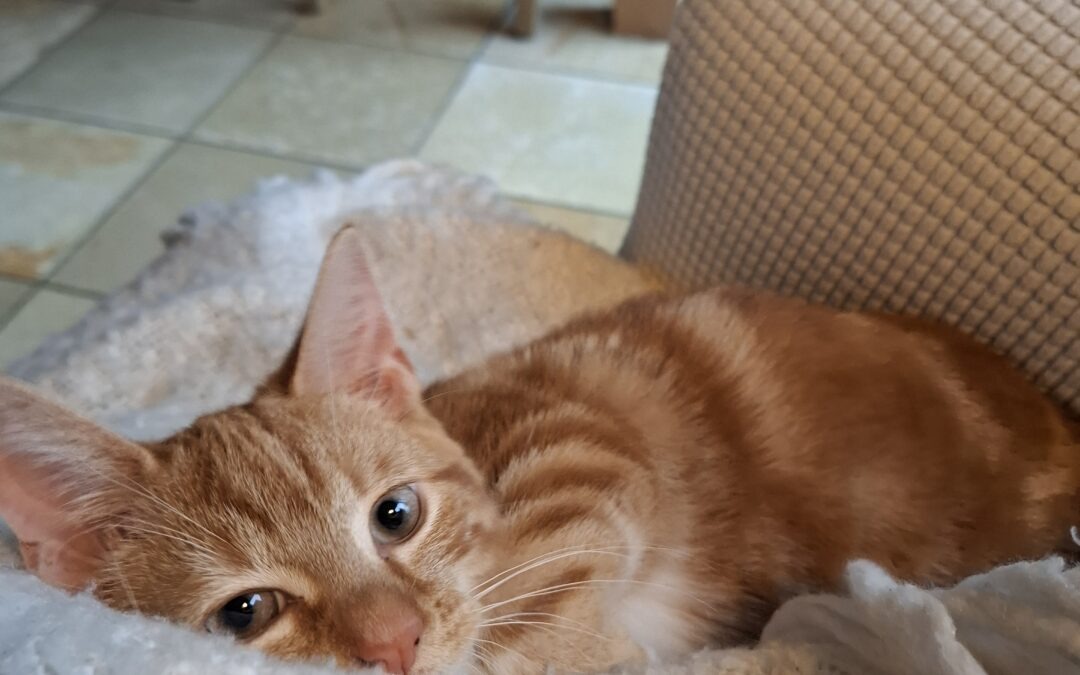 Coby