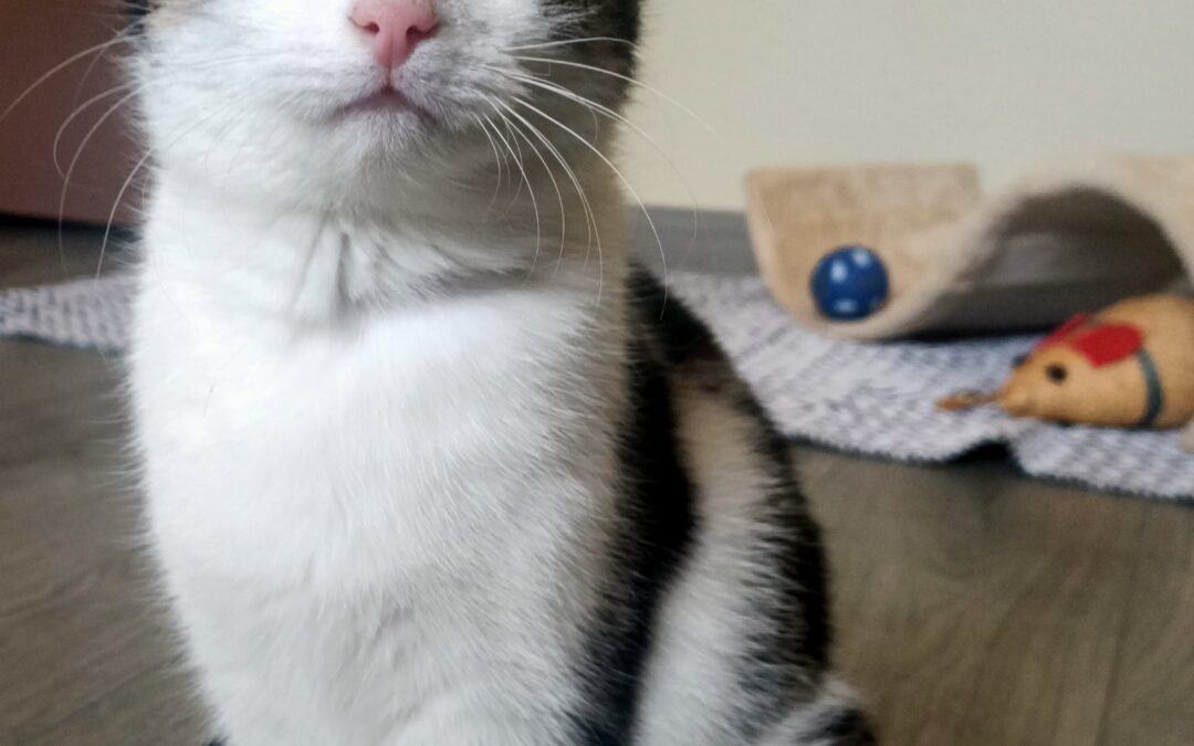 Pebbles