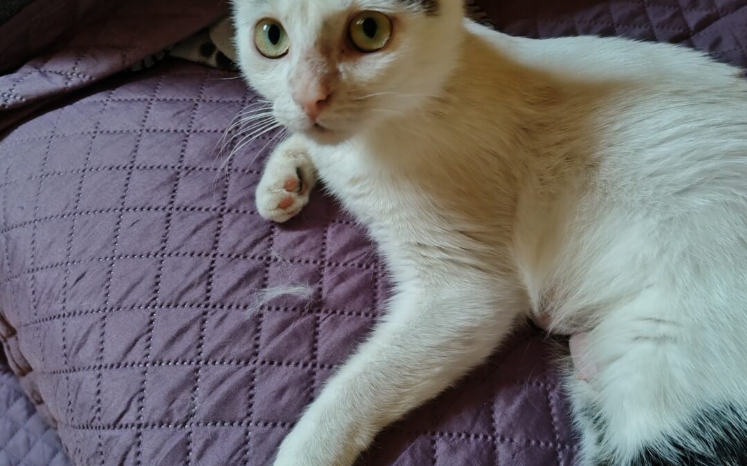 Rumi
