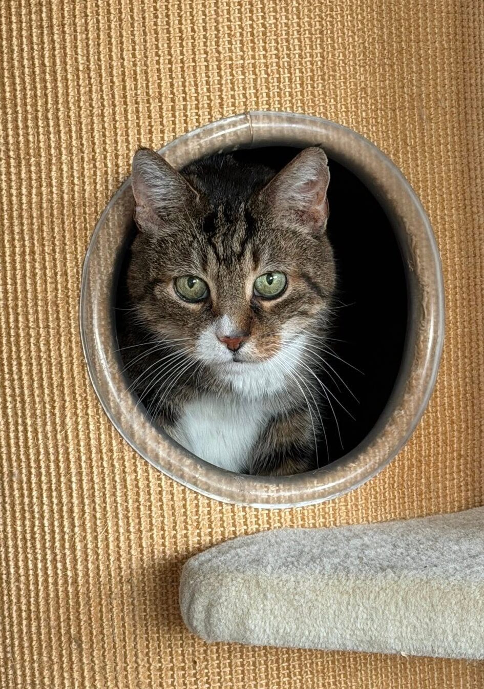 sammy d