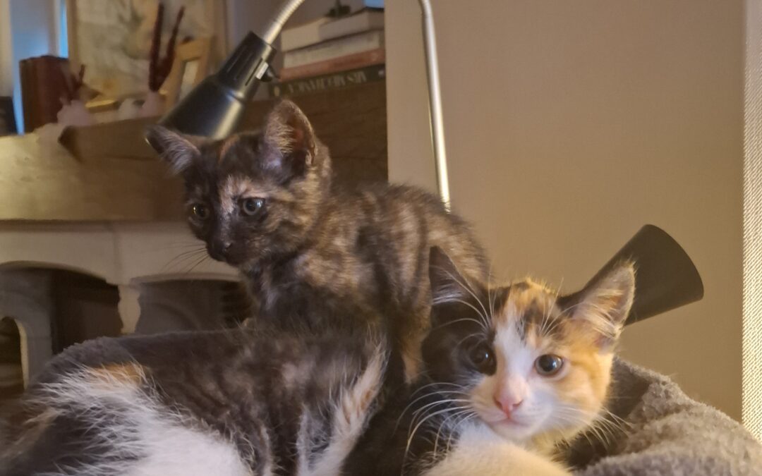 Ruby en Ginger