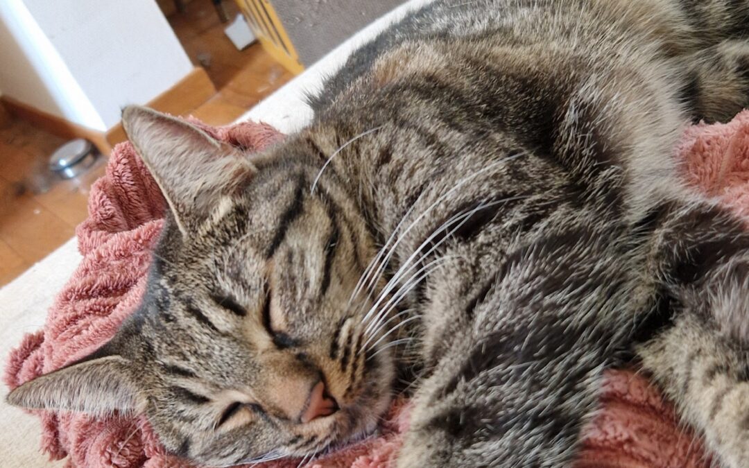 Ella