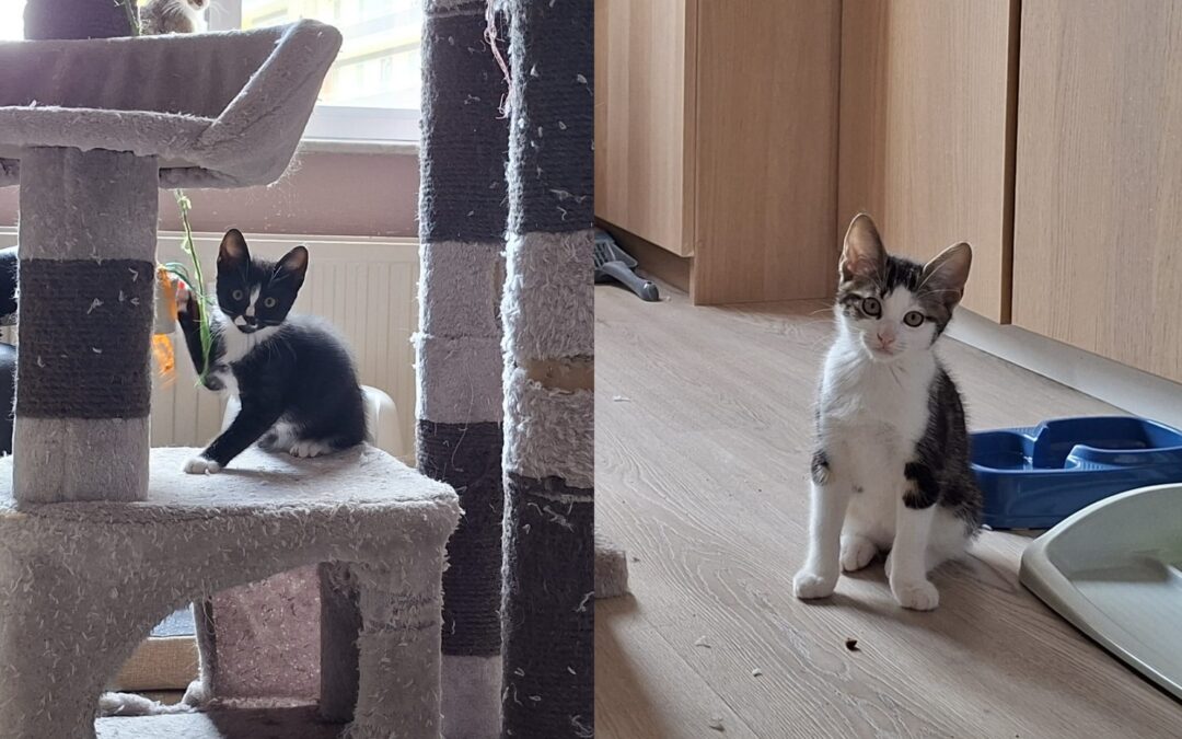 Oliver en Peaceful