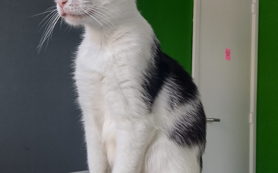 Nala