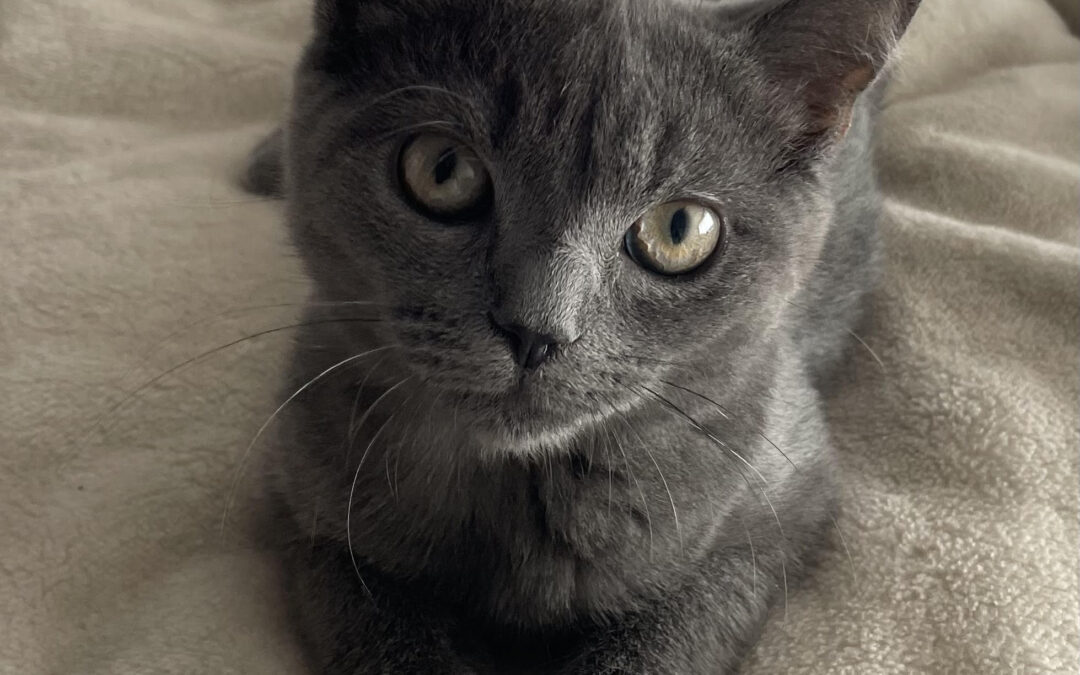Pom