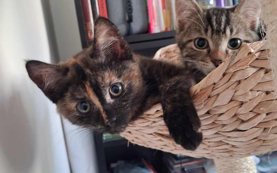 Zorro en Charlie