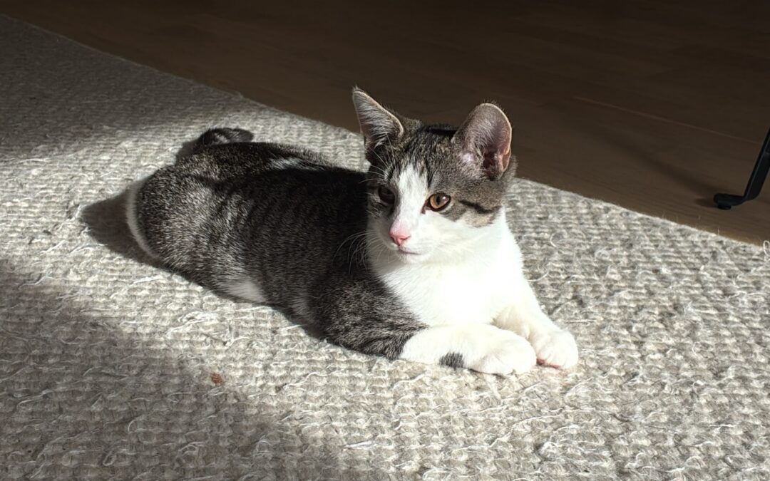 Gilbert