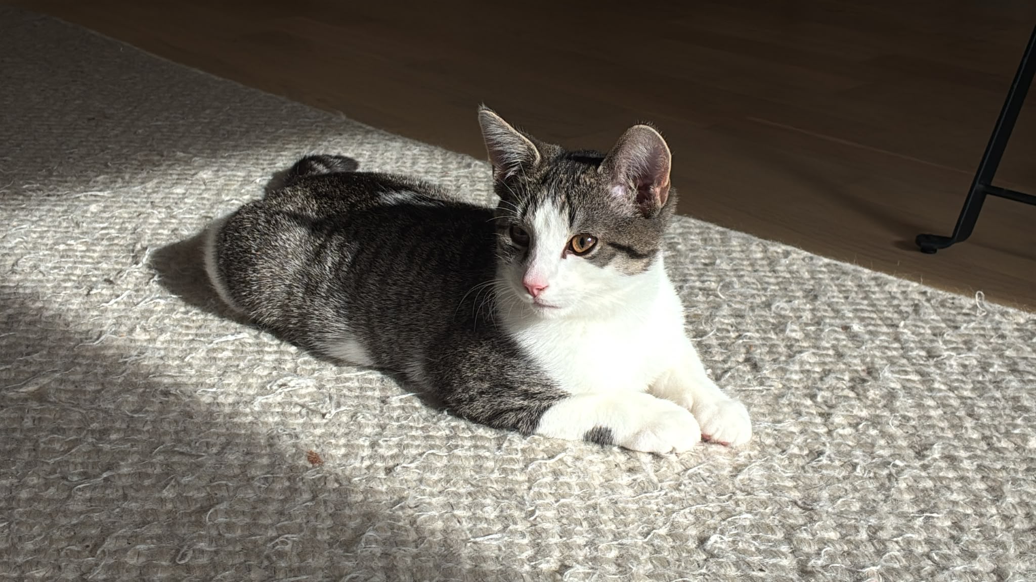 Gilbert2