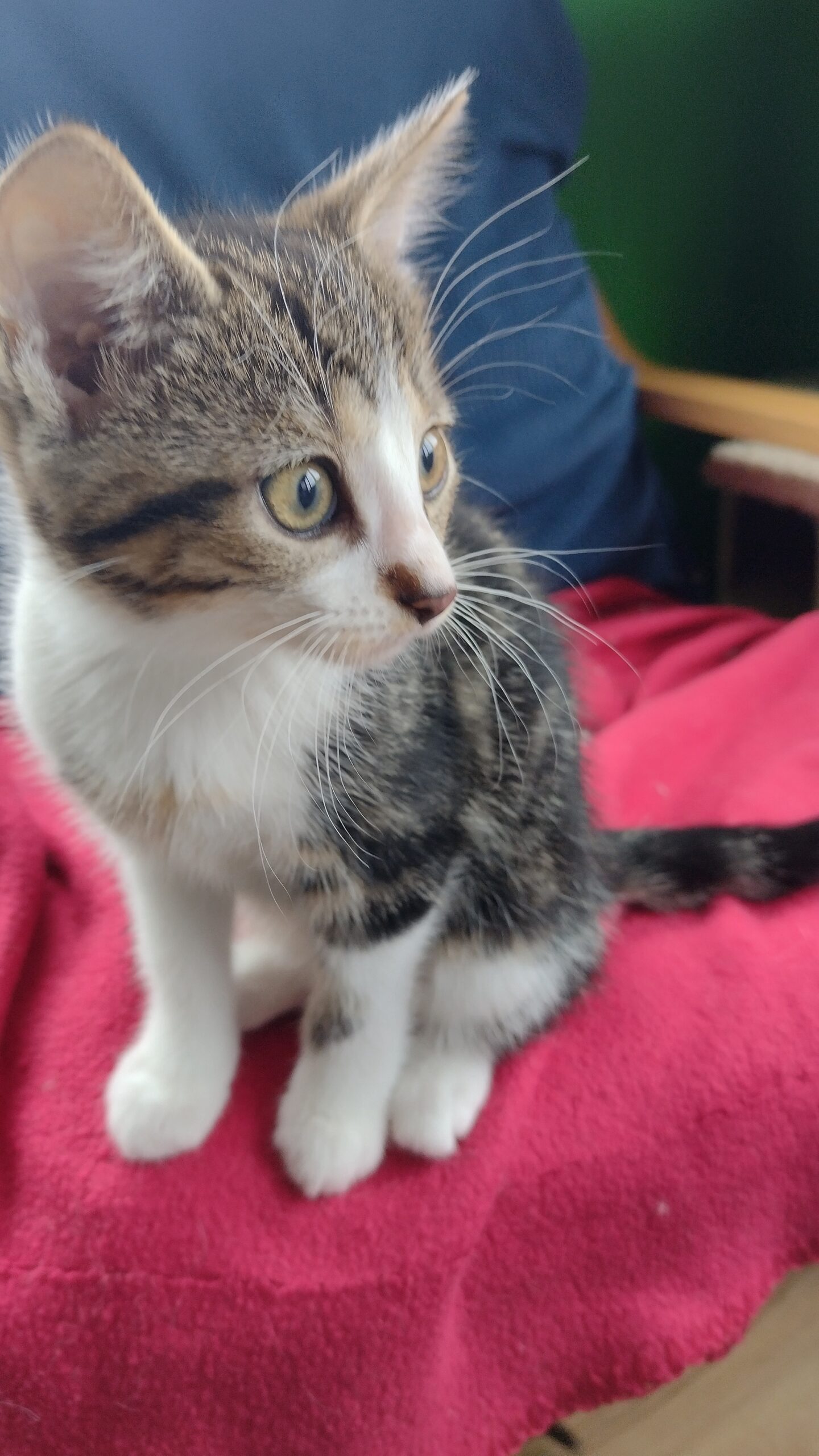 Odette